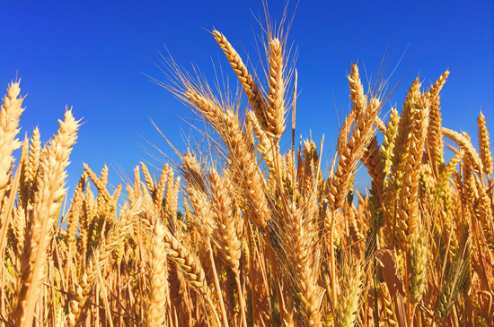 Wheat(For import from Ukraine via Poland)
